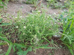 Stellaria dichotoma