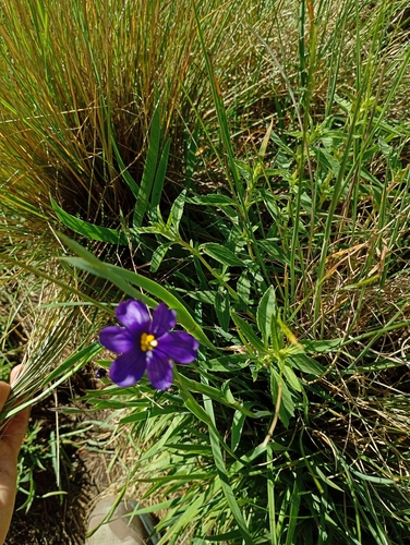 Sisyrinchium chilense, photograph 4