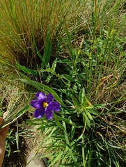 Sisyrinchium chilense, photograph (c) Matias Baranzelli, some rights reserved (CC BY)