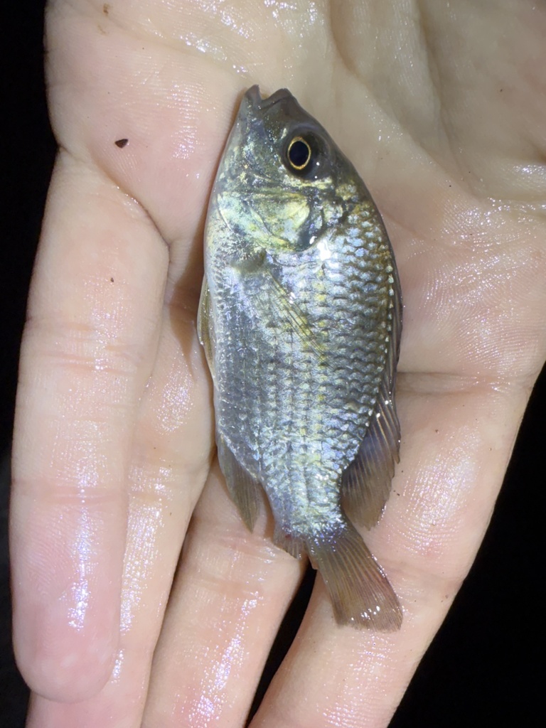 Blackchin tilapia (Sarotherodon melanotheron) — Cichlidae