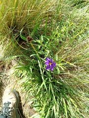 Sisyrinchium chilense, photograph (c) Matias Baranzelli, some rights reserved (CC BY)