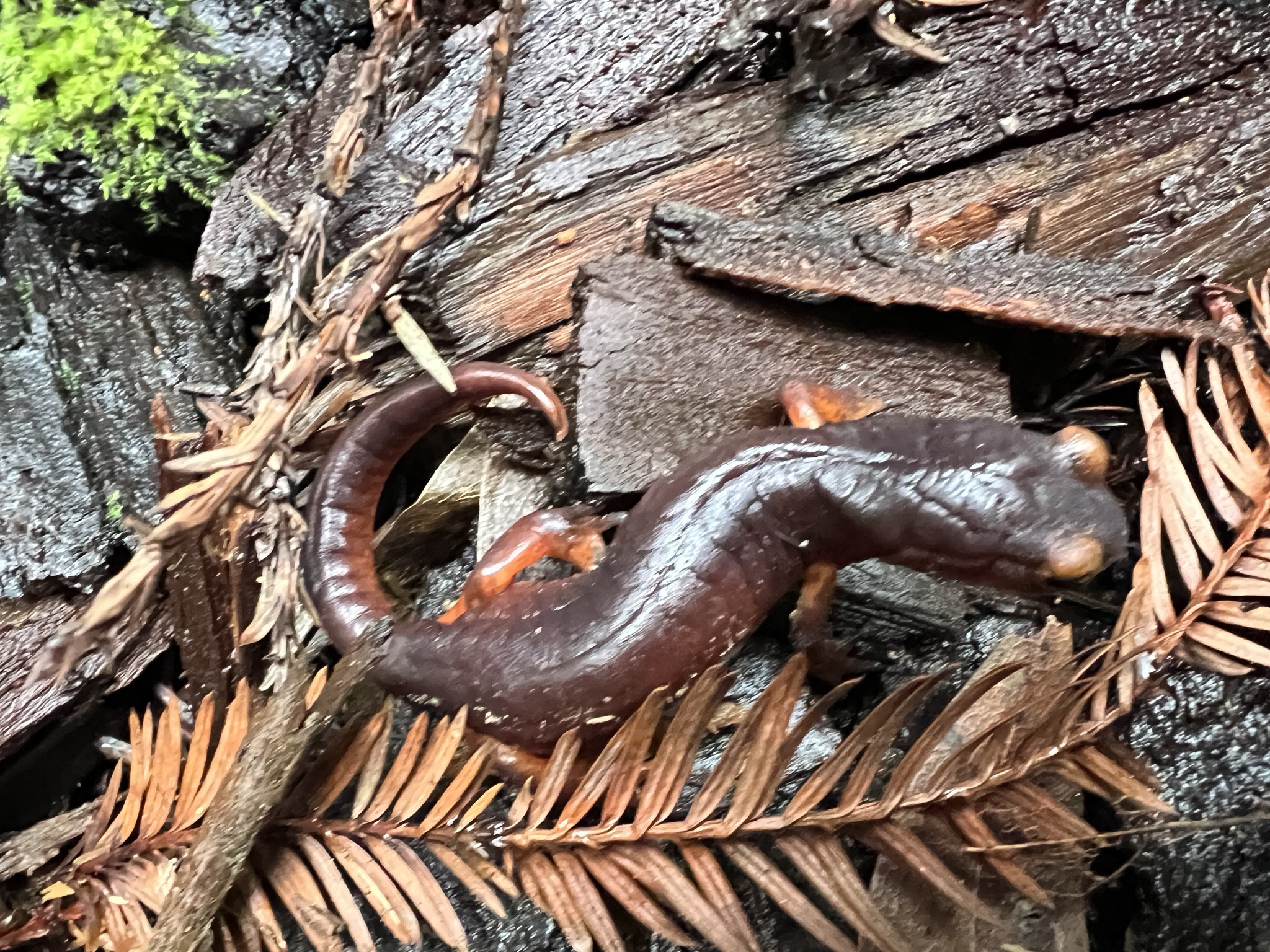 Ensatina eschscholtzii Gray, 1850