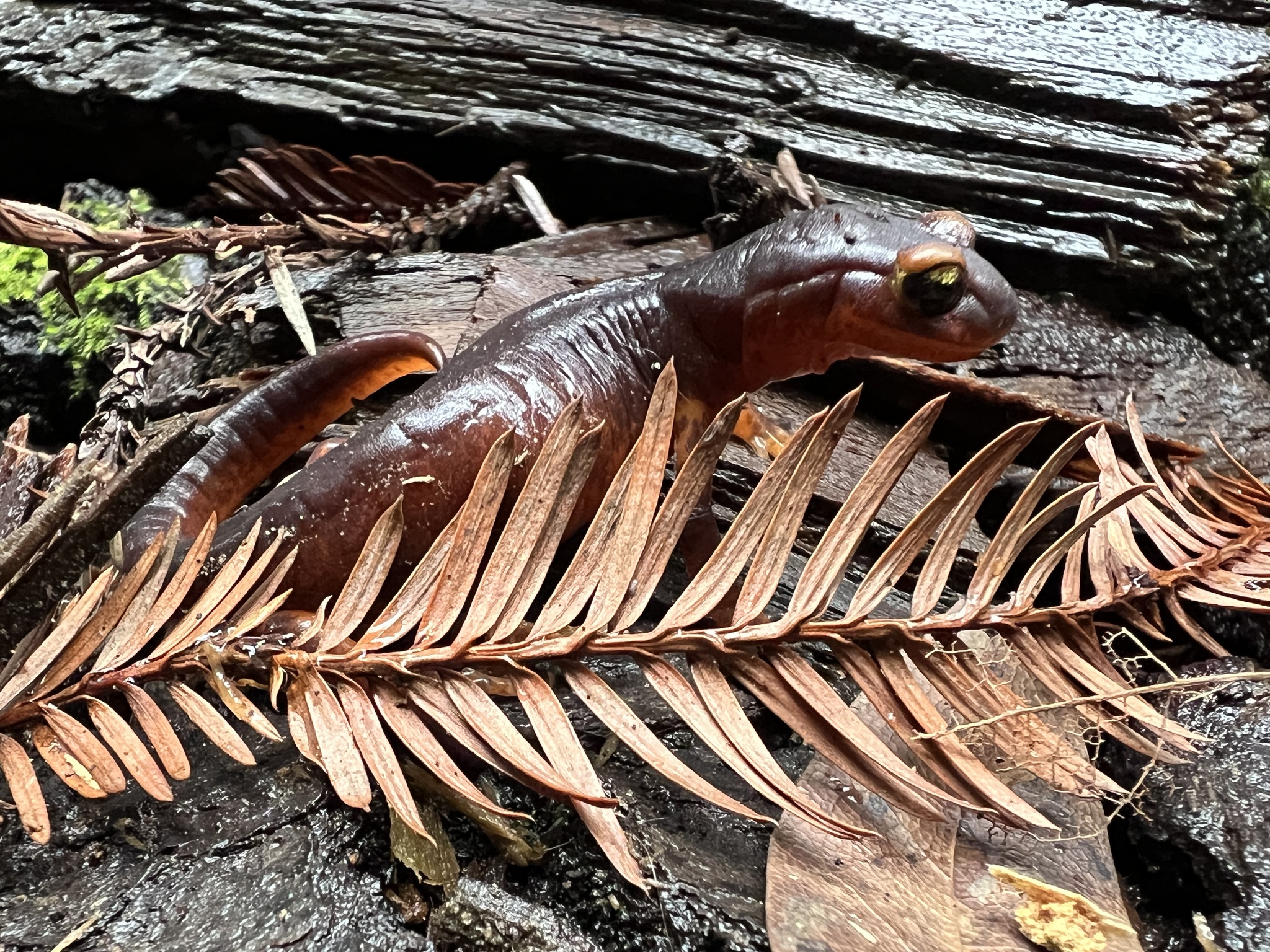Ensatina eschscholtzii Gray, 1850