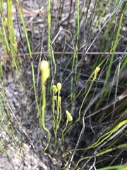Schizaea bifida