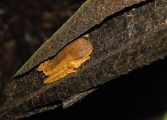 Boana bischoffi