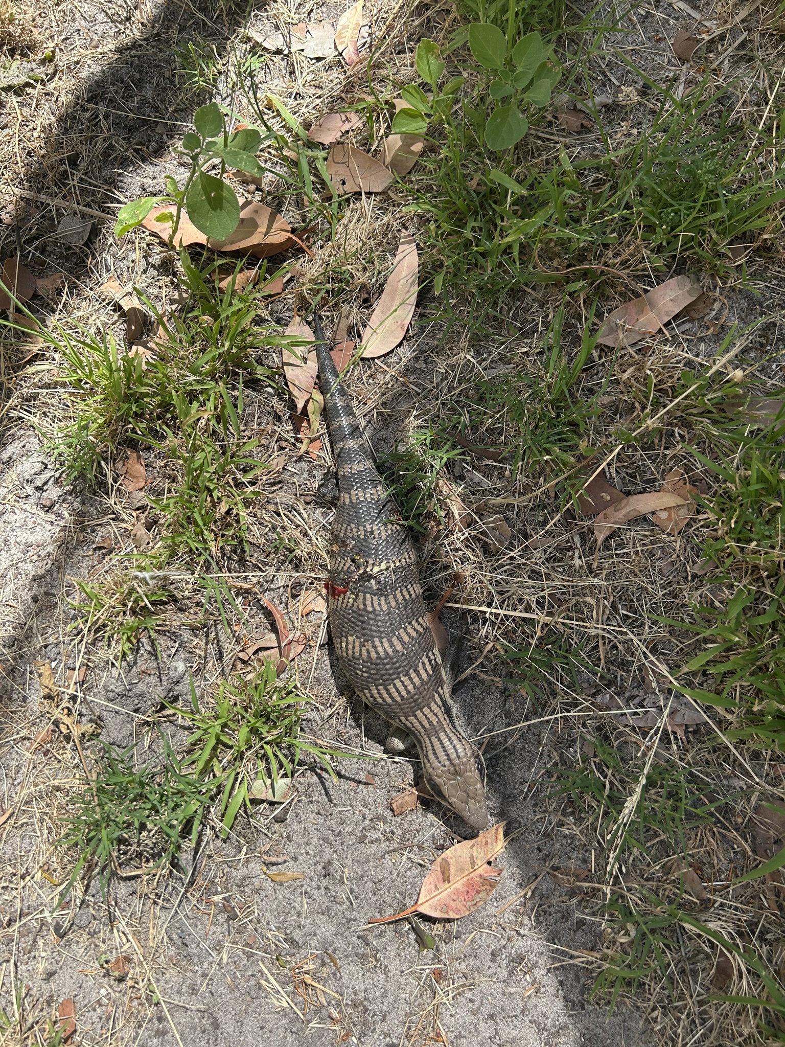 Tiliqua scincoides scincoides (White, 1790)