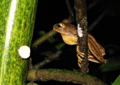 Boana bischoffi