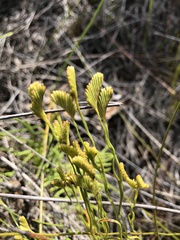 Schizaea bifida