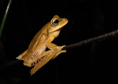 Boana bischoffi