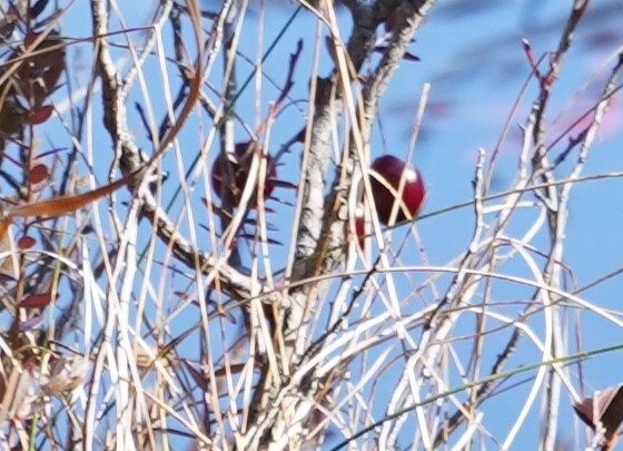 Cranberry