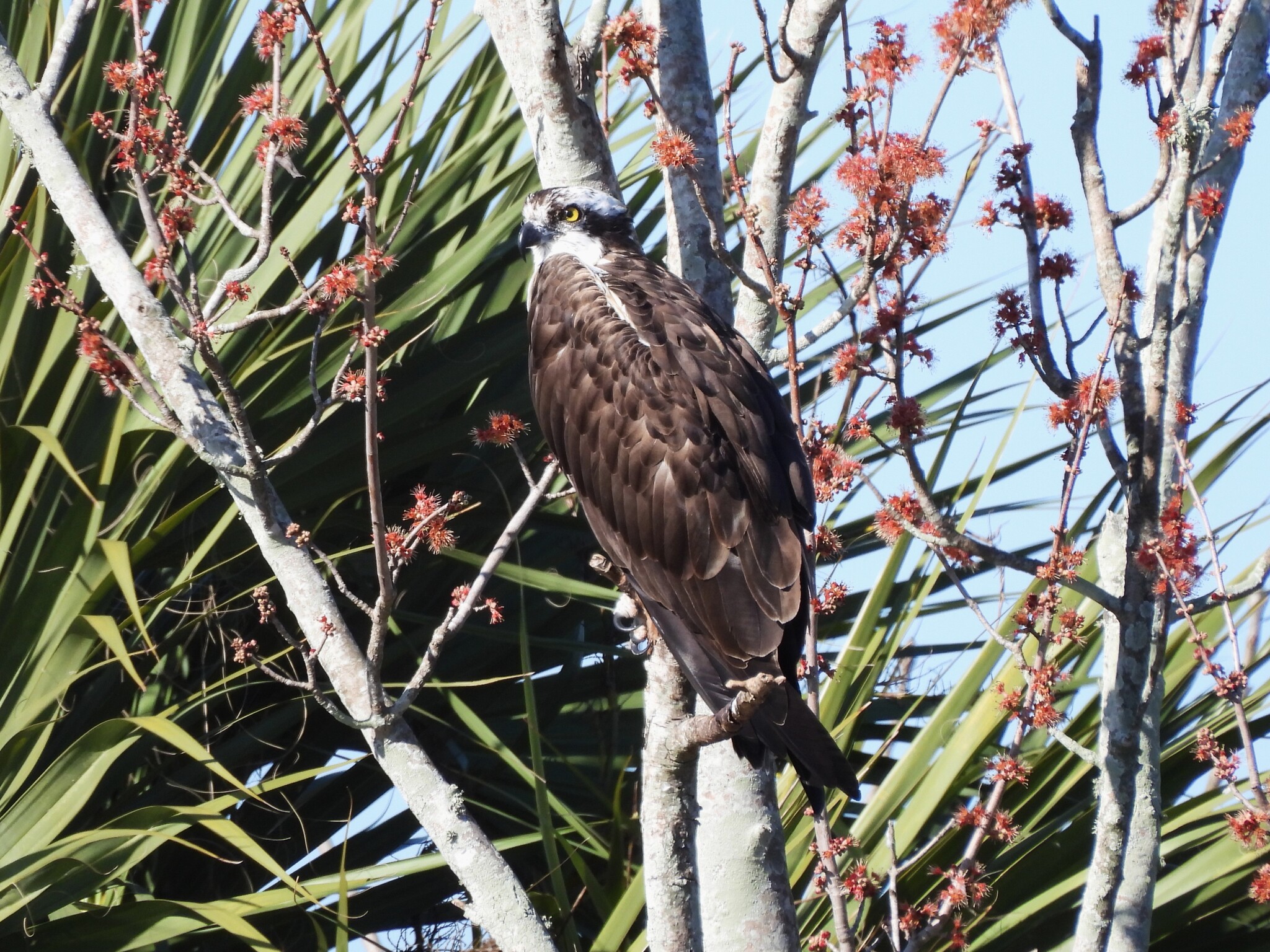 Osprey (Pandion haliaetus), photo 6