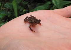Rhinella hoogmoedi
