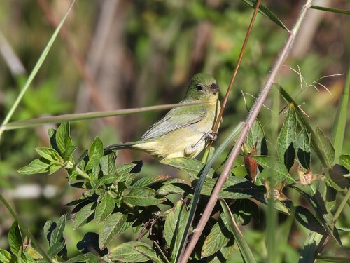 Painted Bunting (Passerina ciris), photo 5