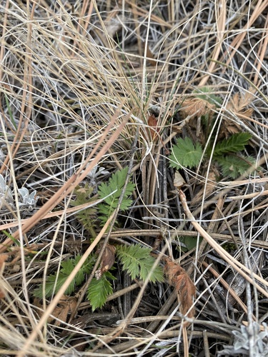 iNaturalist observation 2026-01-01