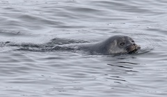 Pusa hispida hispida