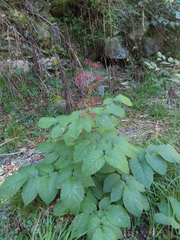 Aralia cordata