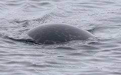 Pusa hispida hispida