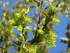 Acer caudatifolium