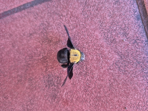 Yellow-sided Carpenter