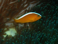 Amphiprion sandaracinos