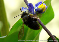 Megachile amparo