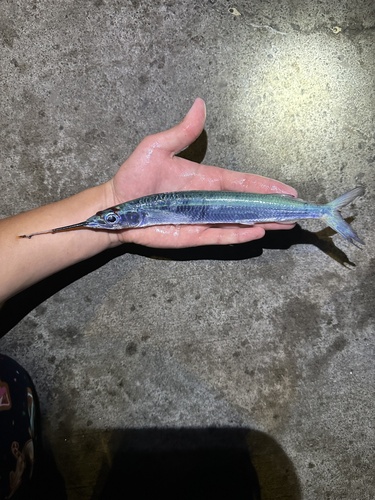 Hemiramphus depauperatus observed 2025-12-24