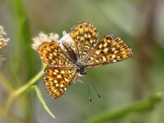 Sertania guttata