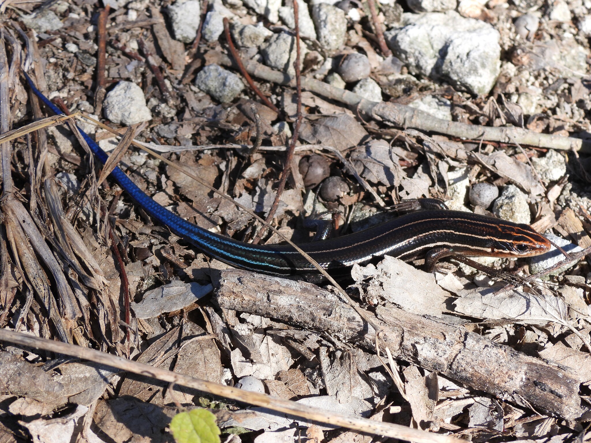 Iheya Barbour’s blue-tailed skink, Plestiodon iheyaesilvae