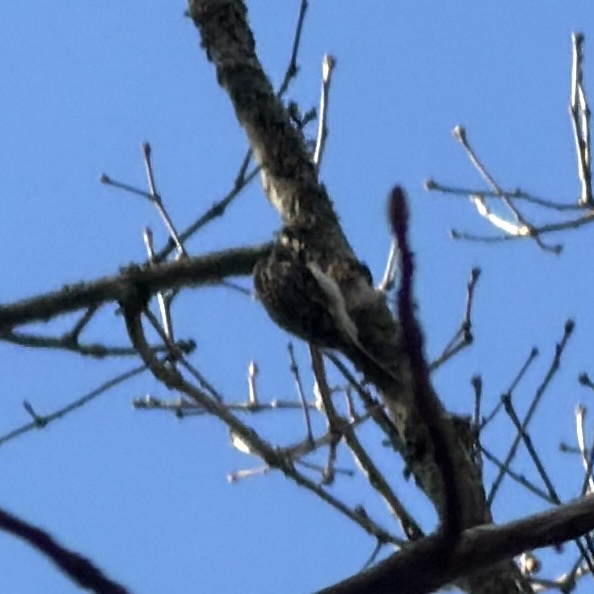 Brown Creeper (Certhia americana), photo 1
