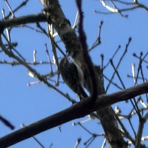 Brown Creeper (Certhia americana), photo 2