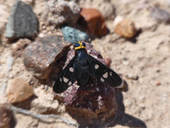 Hyperalonia morio morio
