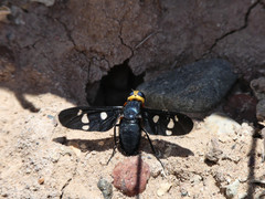 Hyperalonia morio morio