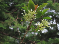 Hydrangea integrifolia