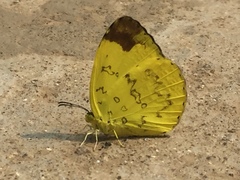 Eurema simulatrix