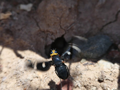 Hyperalonia morio morio