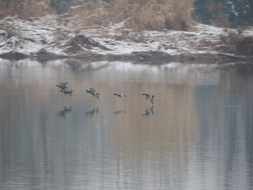 Falcated Duck
