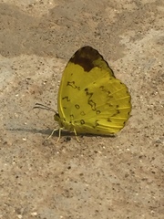 Eurema simulatrix