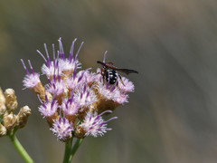 Epanthidium