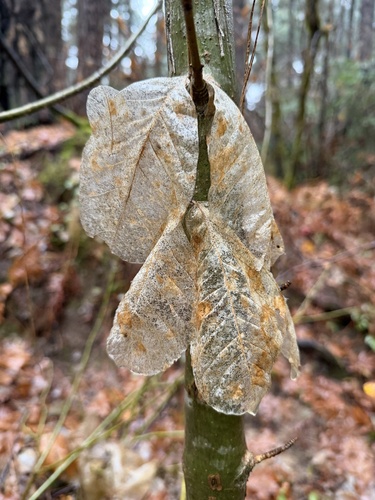 Oregon ash