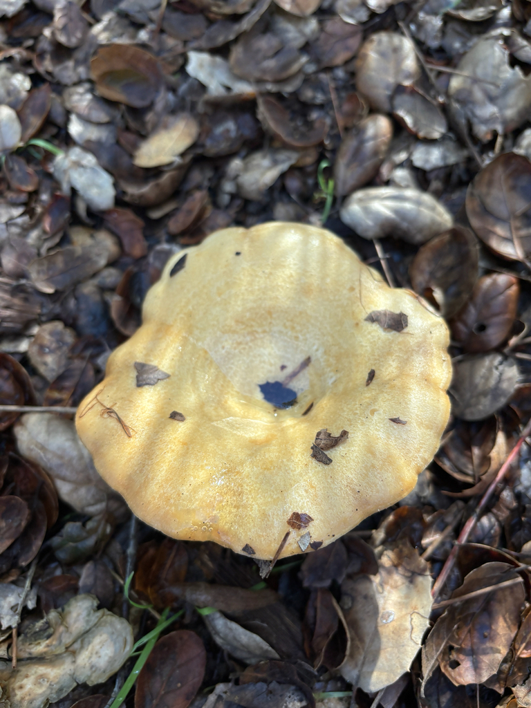 Lactarius alnicola · January 2026 · photo: © jenniferarrow7 (iNaturalist, cc-by)