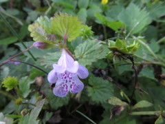 Glechoma grandis