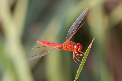 Broad Scarlet