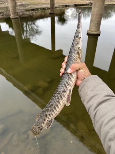 Spotted gar (Lepisosteus oculatus) — Lepisosteidae — 3