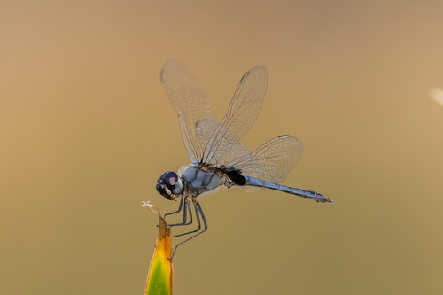 Blue Basker