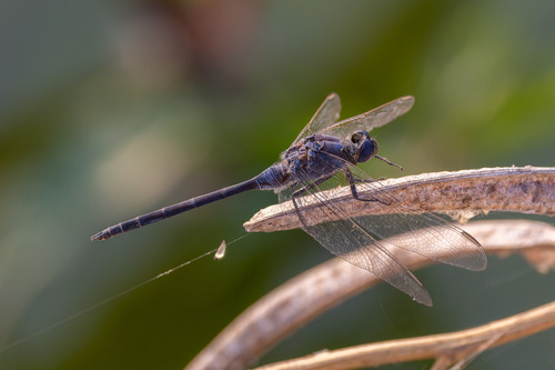 Long Skimmer