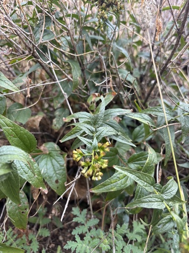 Foto de Koanophyllon