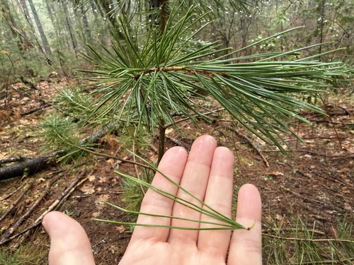 Sugar pine