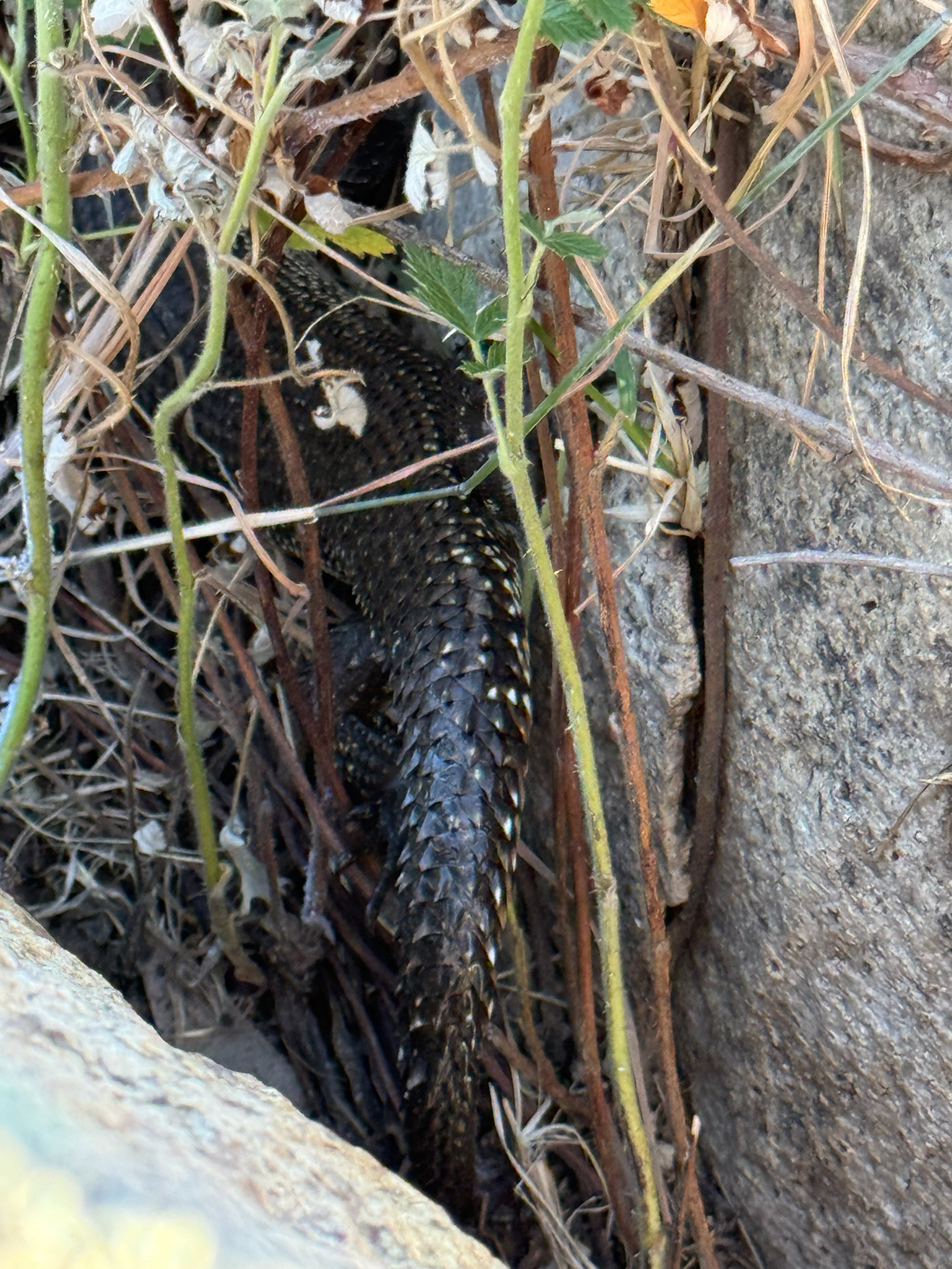 Egernia cunninghami (Gray, 1832)