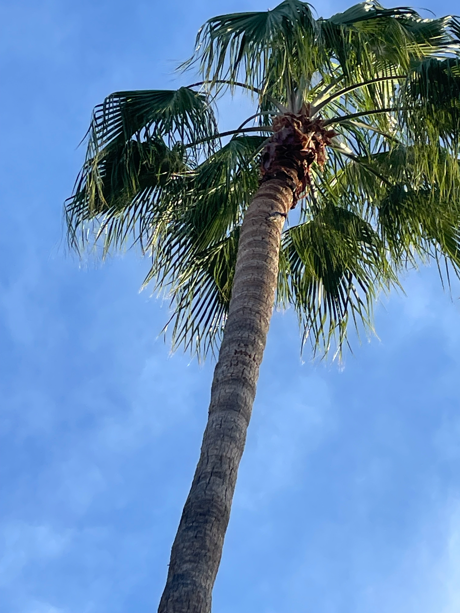 Mexican fan palm