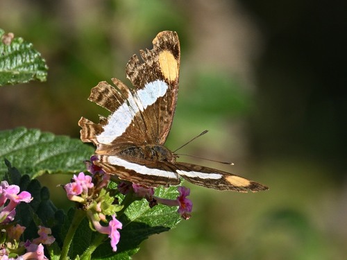Pavon Emperor photo 4